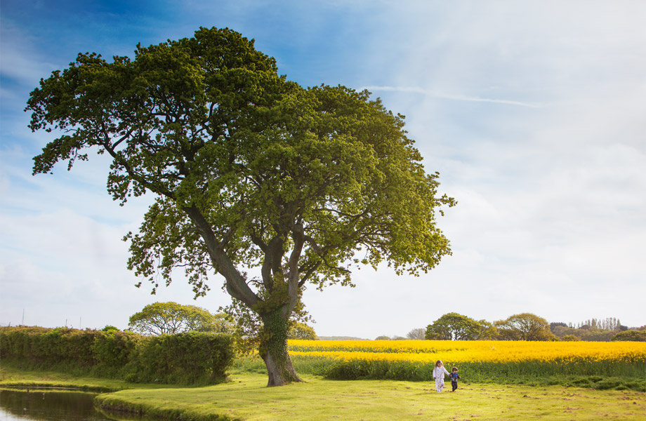 landscape and children photography sussex kent and surrey children-walking-in-a-yellow-field-by-a-tree